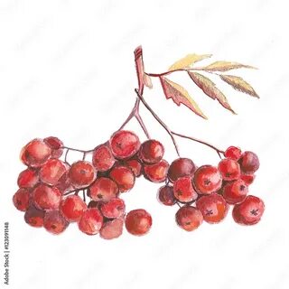 Плод рябины рисунок