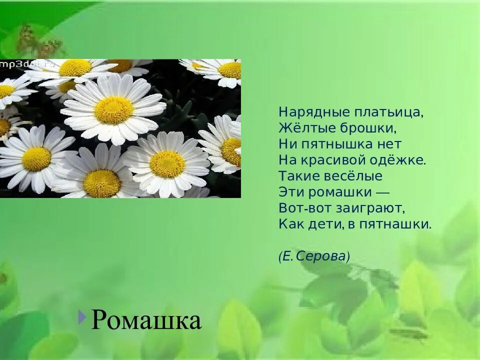 Нарядные платьица желтые брошки ни пятнышка нет на красивой одежке. Загадка нарядные платьица желтые брошки ни пятнышка. Загадка нарядные платьица желтые. Загадка нарядные платьица.