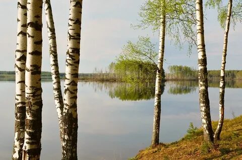 Березовая роща на берегу реки
