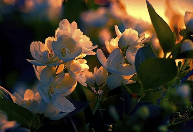 Have a peaceful evening ! 2023 Тропинка к сердцу VK