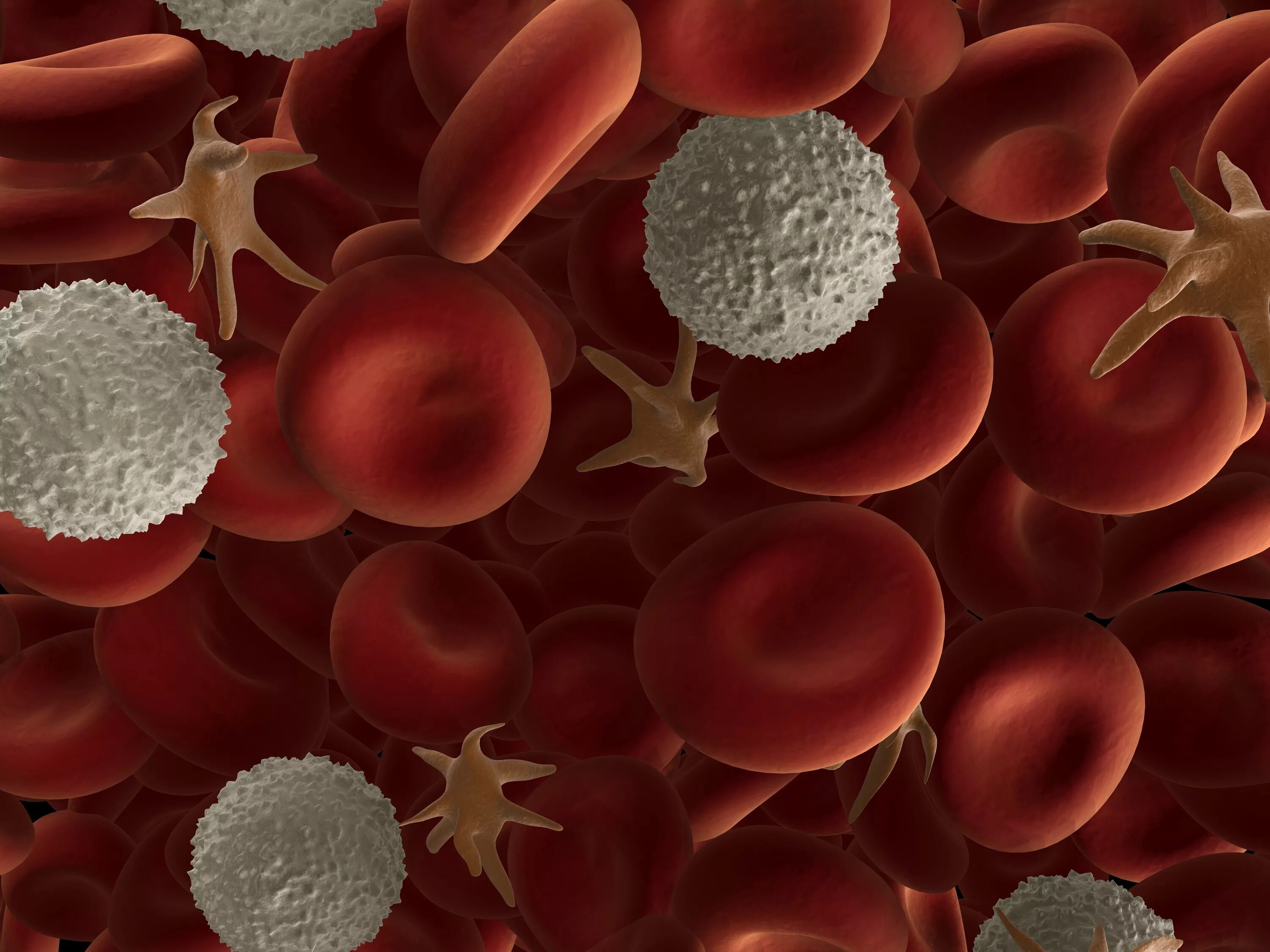 Тромбоцитоз лейкоцитоз. Эритроциты лейкоциты тромбоциты. Кровь лейкоциты тромбоциты. Эритроциты и лейкоциты в крови. Лейкоцит и эритроцит клетки.