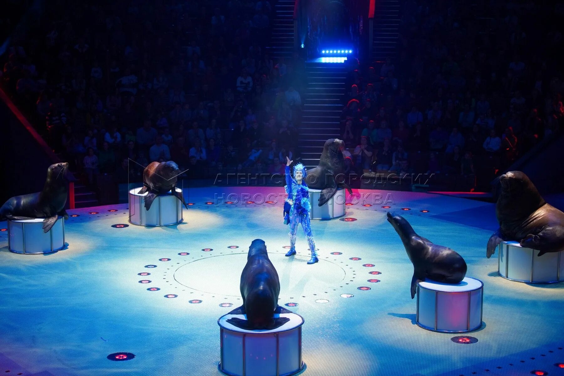 Цирковое шоу. Цирк саратов 2023. Цирк. Циркач 2023. Циркач 2023.