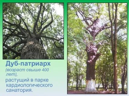 Дерево тамбов