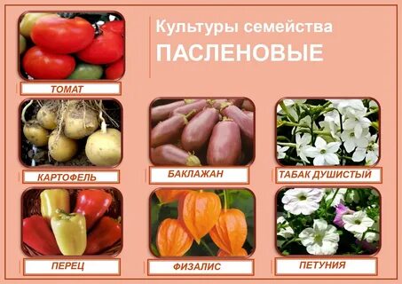 Овощи семейства пасленовых список