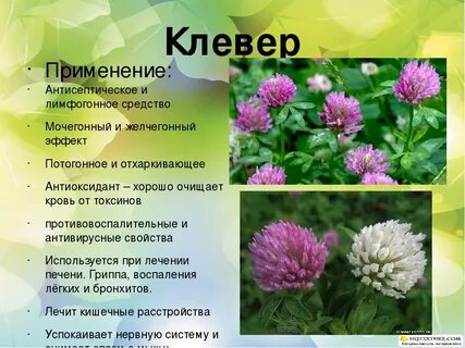 Чем полезен клевер луговой