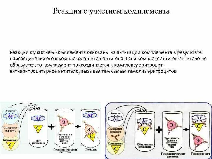 Реакция комплемента микробиология. Серологические реакции, протекающие с участием комплемента. реакция с участием комплемента микробиология. рск (реакция связывания комплемента) при ветряной оспе.