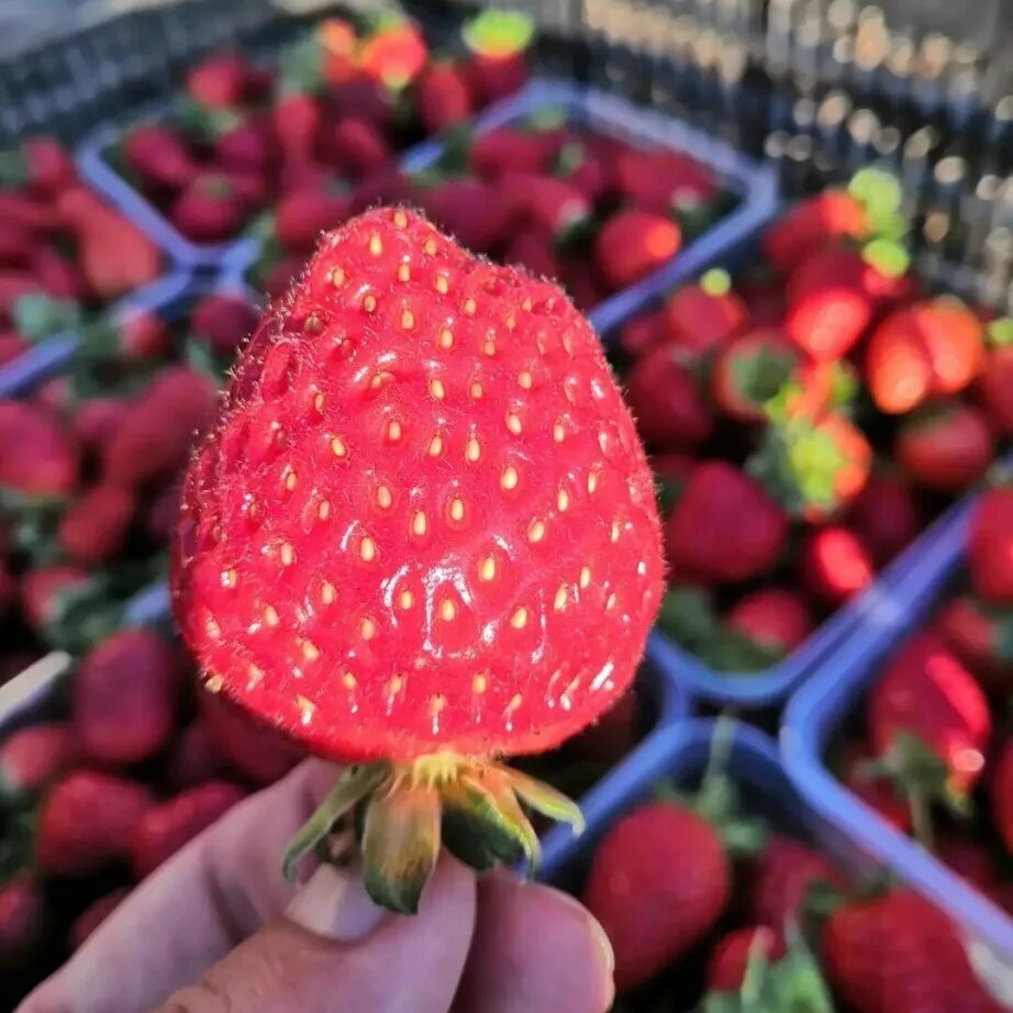 Купить клубнику в хабаровске. Импортная клубника. Первый урожай клубники. Фермер с клубникой. Бизнес на клубнике.