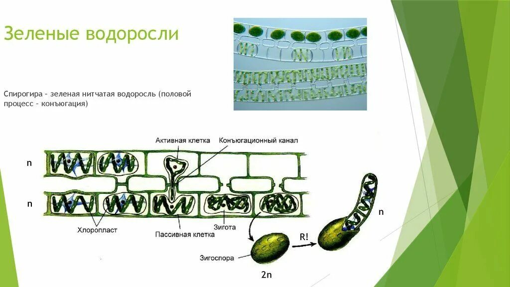 Водоросли строение и размножение. Строение и цикл развития спирогиры. Многоклеточная нитчатая зелёная водоросль спирогира. Размножение спирогиры схема. Цикл развития спирогиры схема.