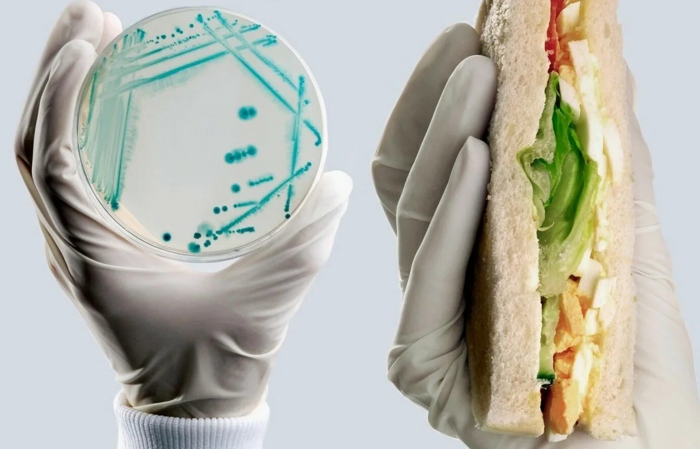 Как защитить продукты питания от бактерий. Микроорганизмы в еде. Пищевые токсикоинфекции. Микробы в пище. Микробы на продуктах.