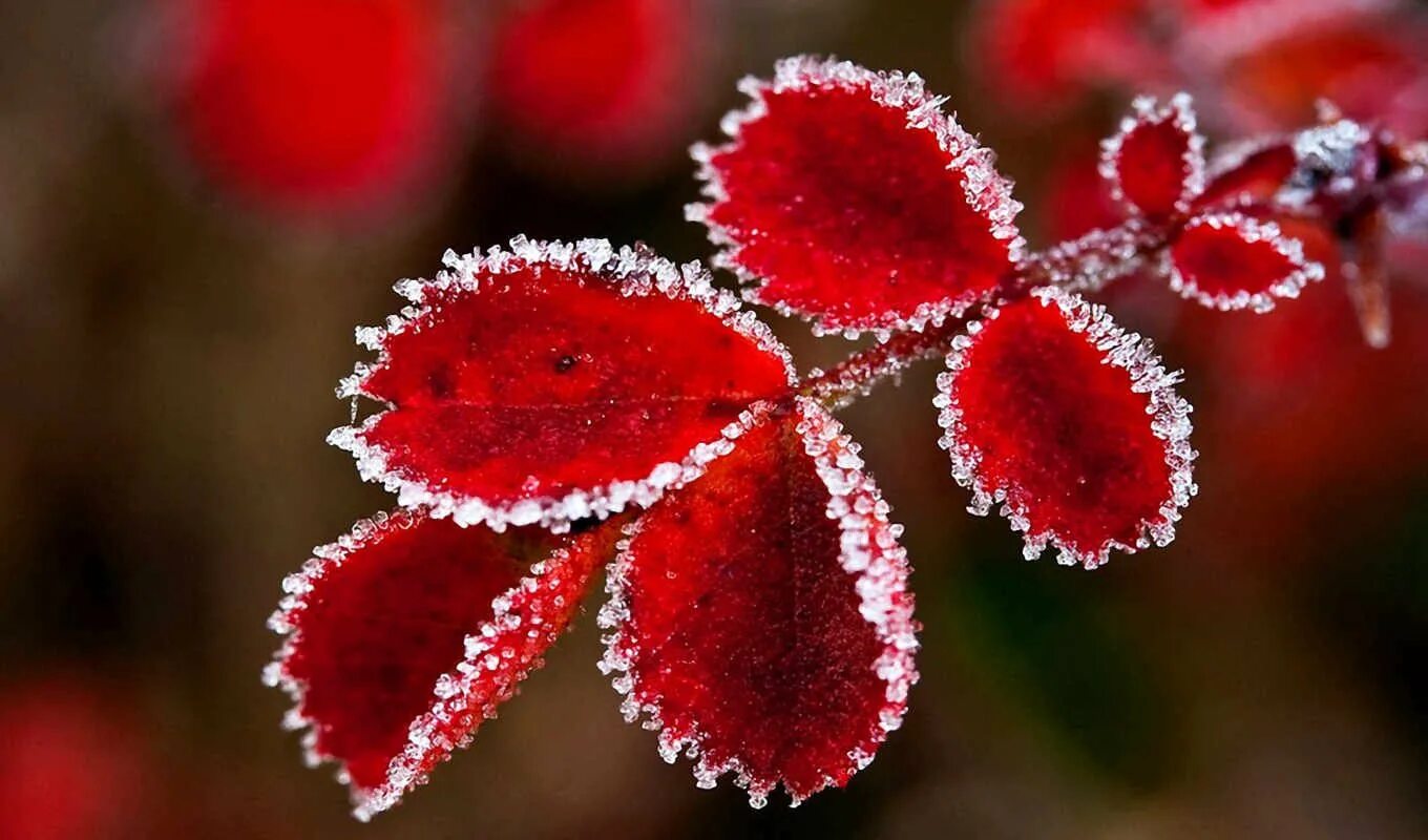 Вишня на снегу. Цветы зимой. Зимние цветы. Морозные ягоды. Красный иней.