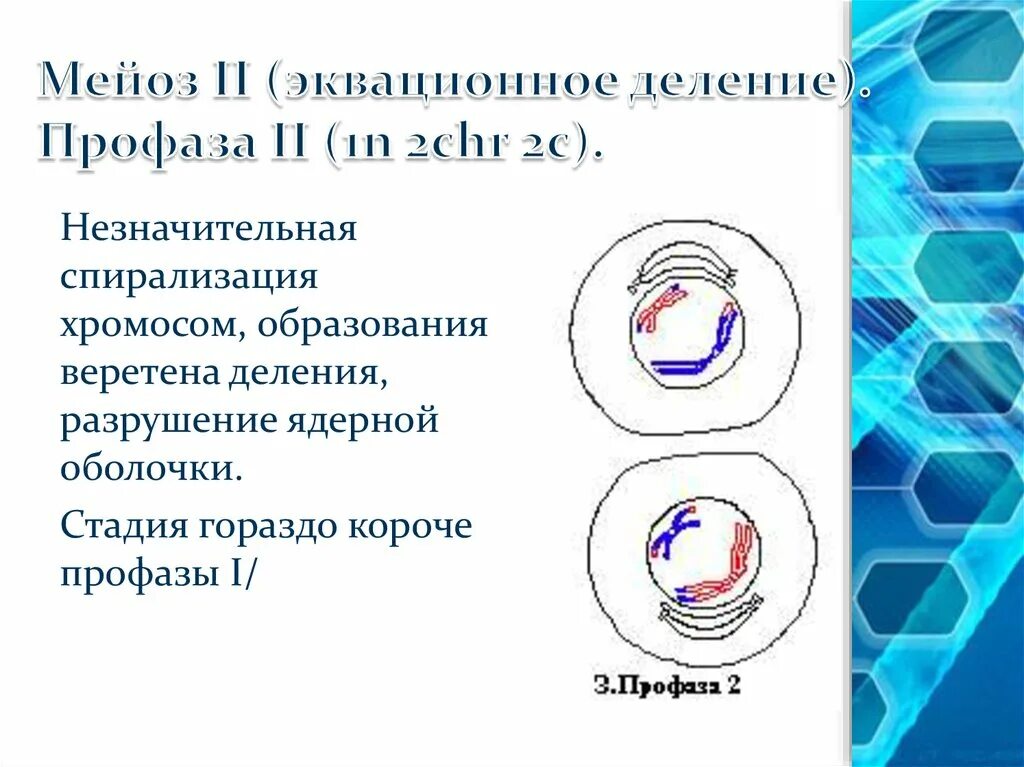 Образование веретена деления мейоза. Метафаза мейоза 2. Мейоз профаза 1 процессы. 2 Деление мейоза профаза 2. Профаза первого деления мейоза.