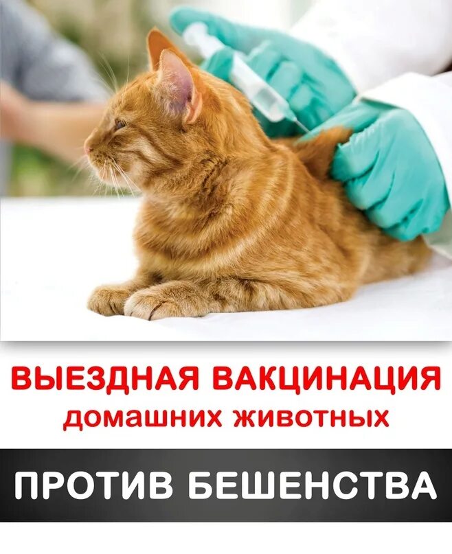 Вакцинация собак против бешенства. Вакцинация кошек против бешенства. Прививка от бешенства. Вакцинация собак и кошек. Вакцинация против бешенства кошек.