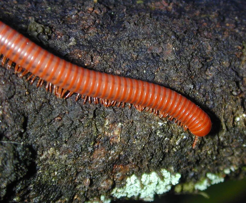 Многоножка Millipede красная. Костянка многоножка. Trigoniulus corallinus. Двупарноногие многоножки.