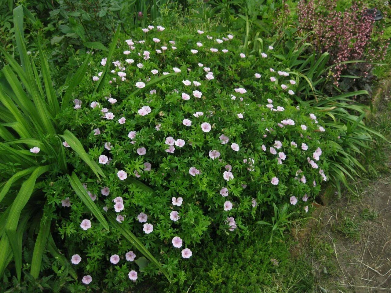 Geranium sanguineum striatum. Герань sanguineum striatum. Герань кроваво-красная Стиратум. Герань кроваво-красная var. Striatum.