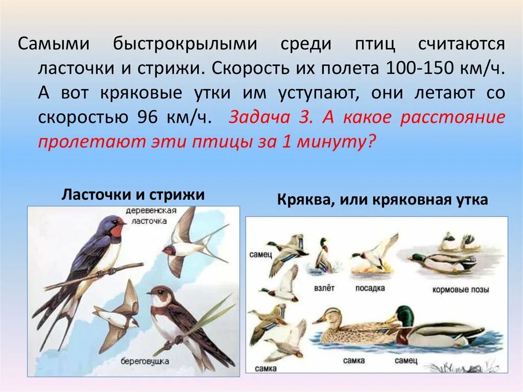 Скорость совы км ч. Птицы стрижи и ласточки. стриж и ласточка. скорость птиц. стрижи птицы и ласточки сходство.