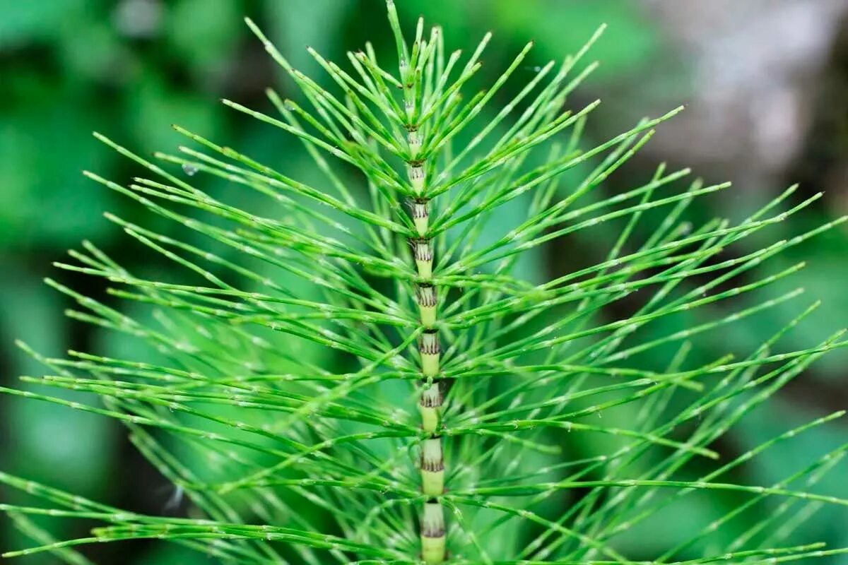 Хвощ хвощевидные. Хвощ хвощевидные. Хвощ полевой equisetum arvense l. Хвощ хвощевидные. Хвощ хвощевидные.