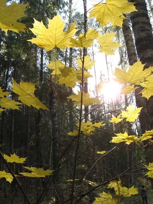 парящий лист. осенние листья кружатся в воздухе. листья на ветру осенью. листок на ветру. листочек на ветру.