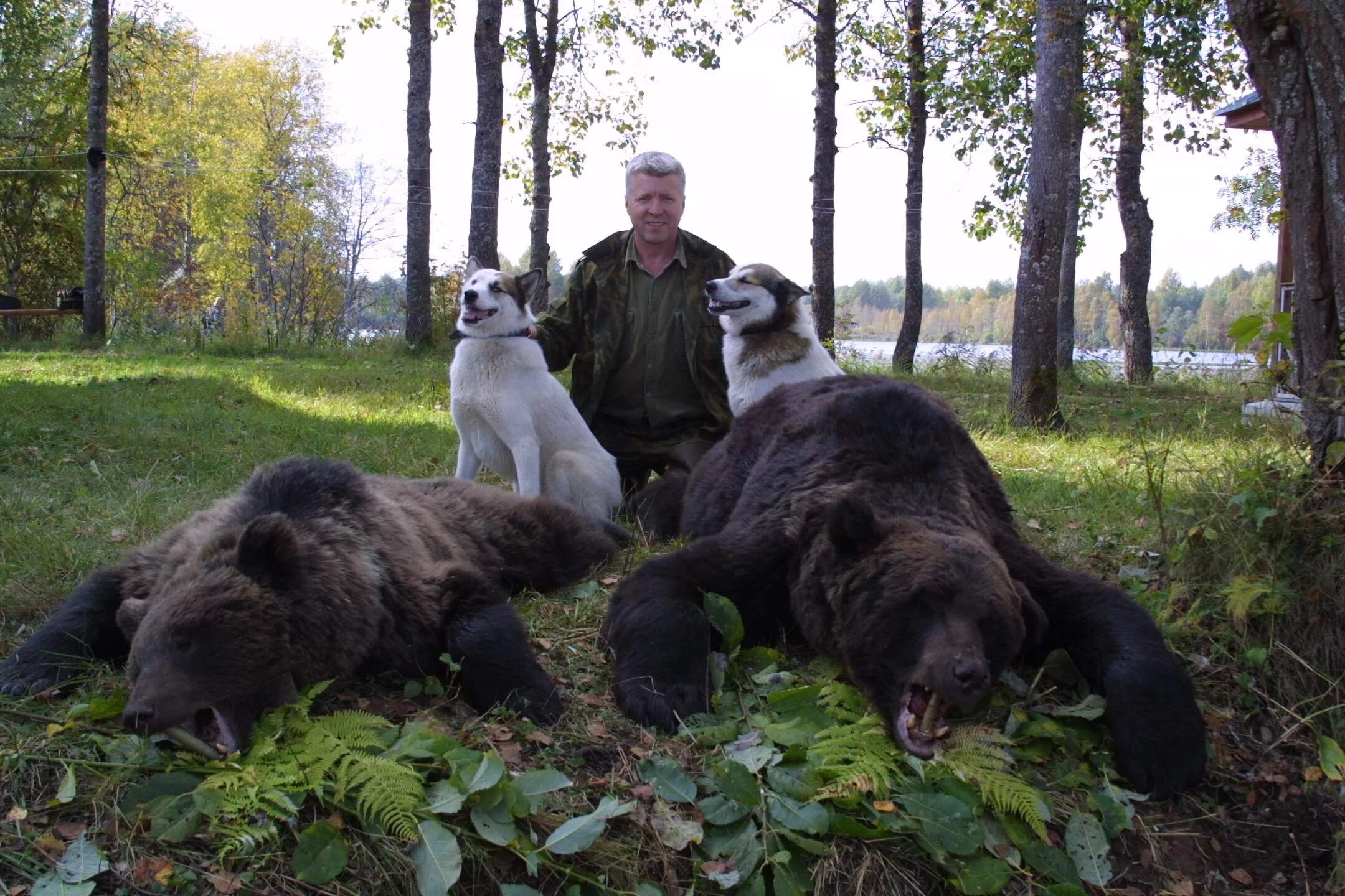 Охота на медведя в Ленинградской области. Бурый медведь в Ленинградской области. Медведи в Ленобласти. Собака вывела из леса медведей