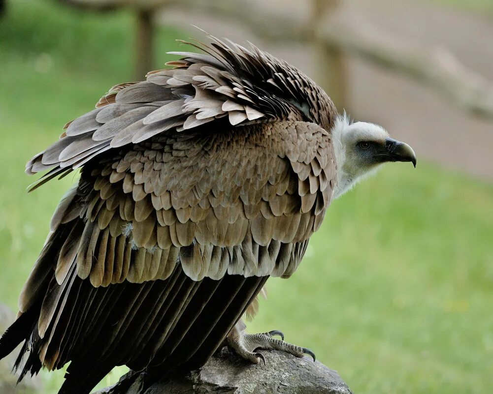Гриф рб. Белоголовый сип (gyps fulvus). белоголовый орел-стервятник.. африканский белоголовый гриф. гриф рюппеля.