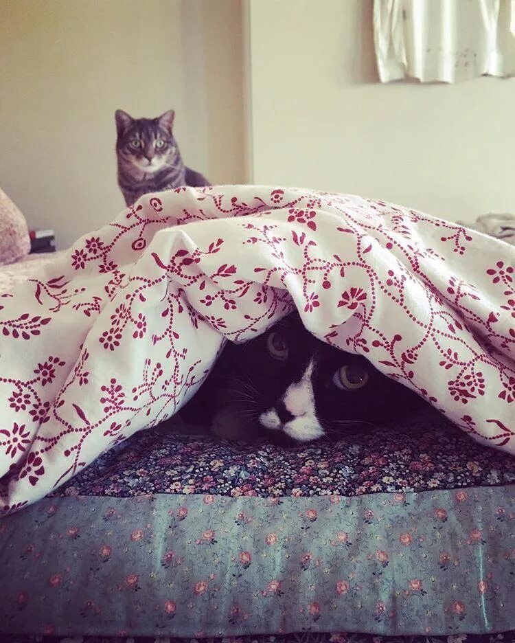 Кот в одеяле. Кот из под одеяла. котик под одеялом. кошка в одеяле. котик под пледом.