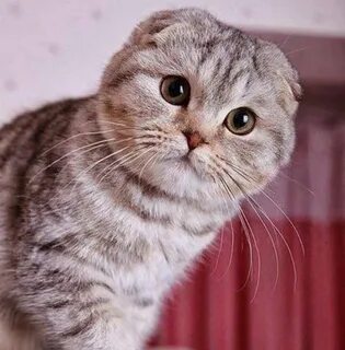 Шотландская кошка добрая