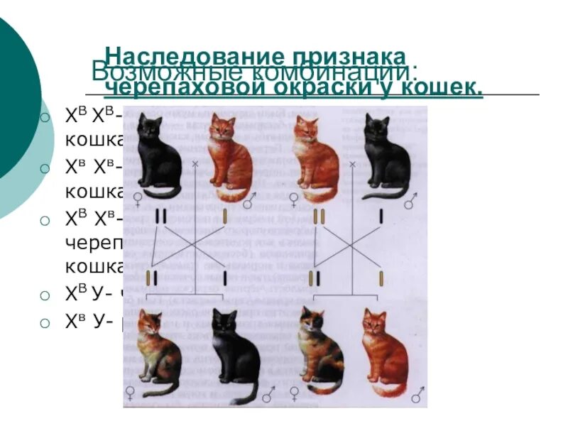 Наследование окраса у кошек. Наследование кошачьего окраса. Сцепленное наследование окраски у кошек. Наследование черепаховой окраски.