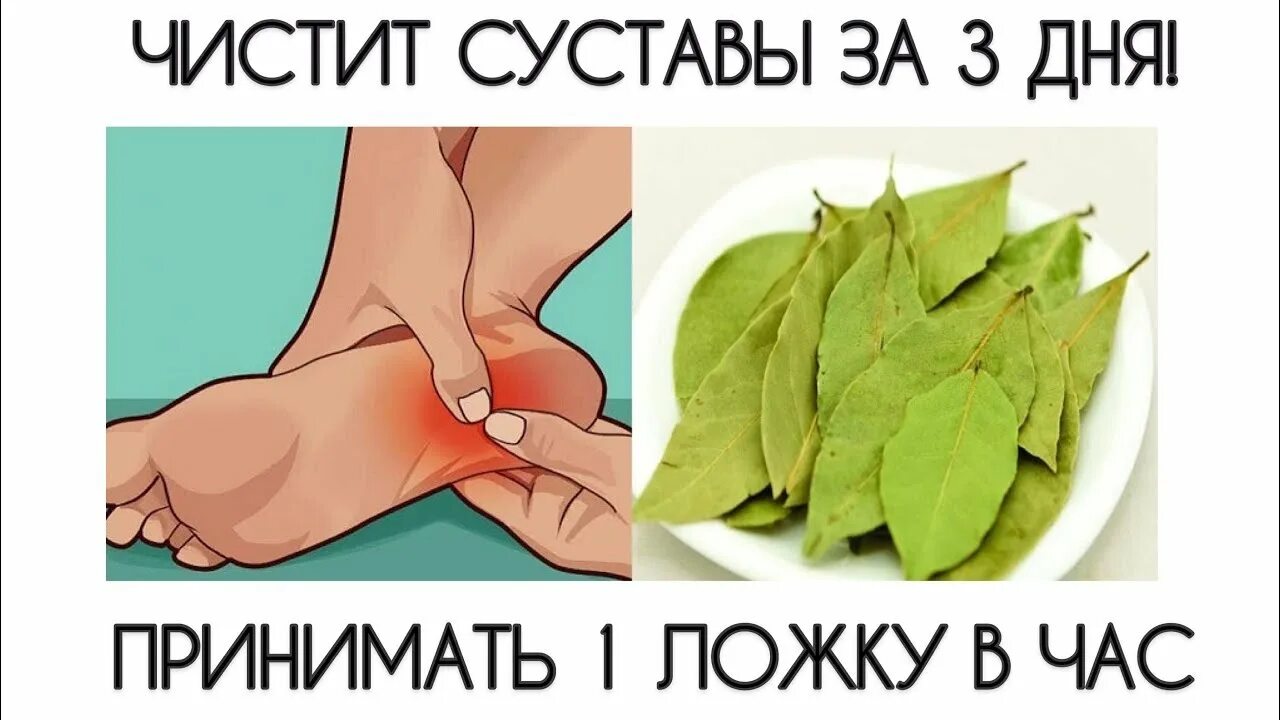 Лавровый лист при подагре. Чистка суставов лавровым листом. выведение солей из суставов. препараты для выведения солей из суставов. лавровый лист от суставов.