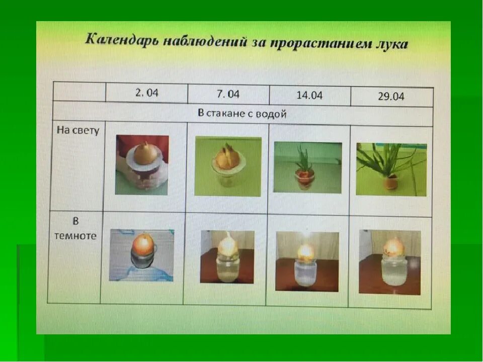 Дневник наблюдения за луком в детском. Наблюдение за луком. Наблюдение за луком в воле. Наблюдение за растениями.