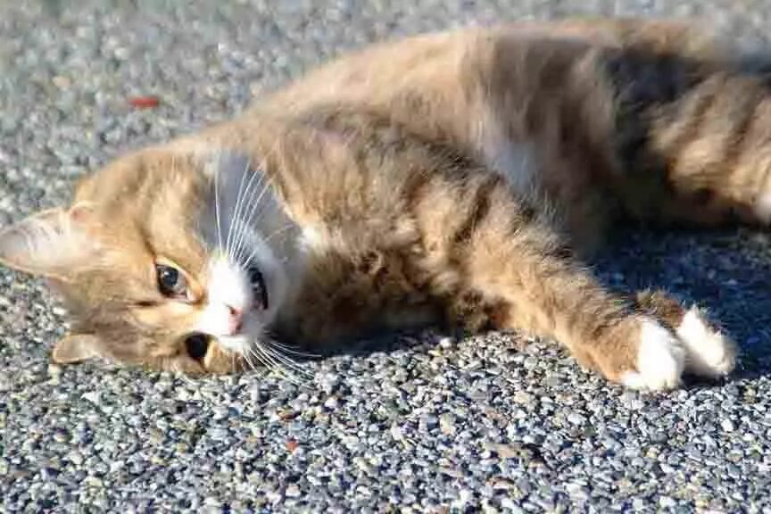 Кот лежит умирает. Кот лежит умирает. Кот лежит умирает. Смешные рыжие коты с надписями. Кот объелся.