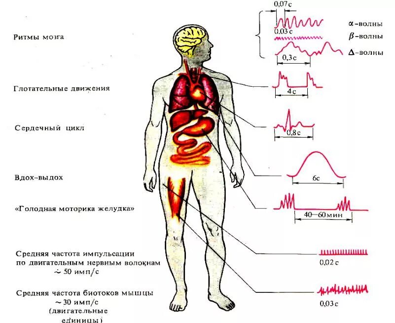 Мозг альфа бета. Частоты органов человека. Частоты мозга. Частоты ритмов мозга. Частота работы органов.