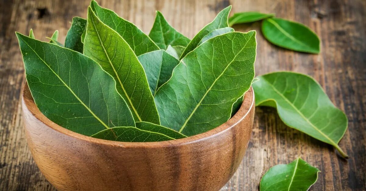 Как сделать из лаврового листа для рта. Лавровый лист сушеный. Полезен лавровый лист. Отвар лаврового листа. Магический лавровый лист.