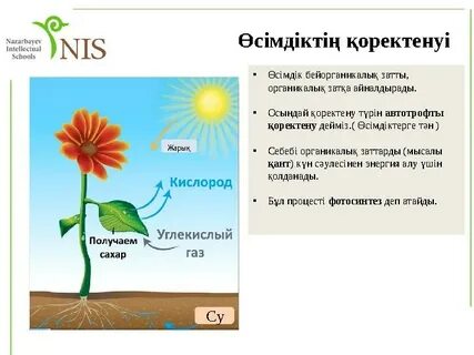 Латын Америкасының жыныстық құлдары