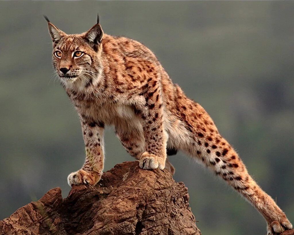 Обыкновенная сибирская рысь. Рысь таганай. Lynx рысь. Обыкновенная рысь. Рысь хищное.