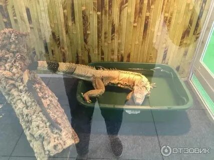 Живое тольятти