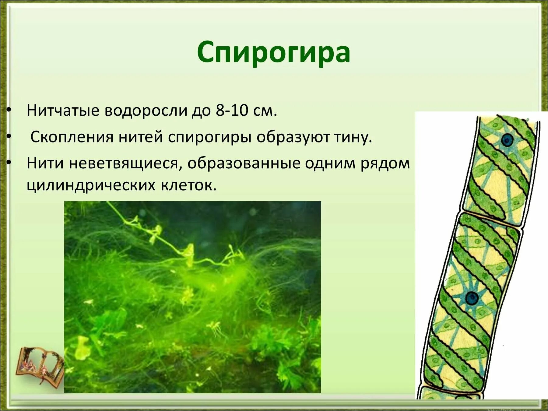 Водоросль число. Нитчатая водоросль спирогира. нитчатая водоросль спирогира встречается. многоклеточная нитчатая зелёная водоросль спирогира. спирогира это колониальная водоросль.