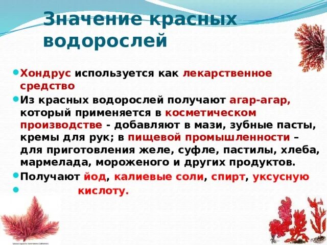 Каково значение бурых водорослей в жизни. Значение красных водорослей. Красные водоросли хондрус. Красные водоросли в природе и жизни человека. Значение красных водорослей в природе и жизни человека.