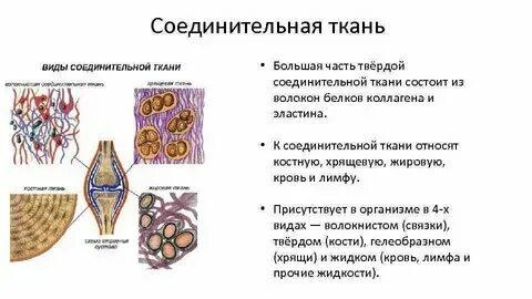Какой ткани нет у животных