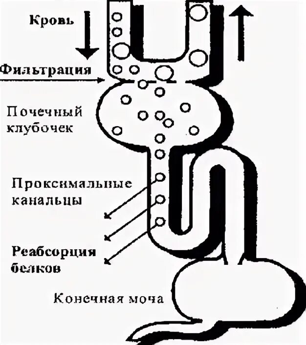 Пенится моча у мужчины причины. Вспенивание мочи причины. фильтрация белка почками. пена в моче у мужчин причины.