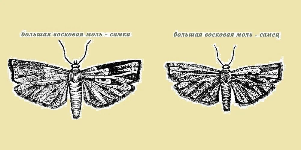 Огнёвка восковая моль. Бабочка огневка восковая. Моль самка и самец. Самка моли.