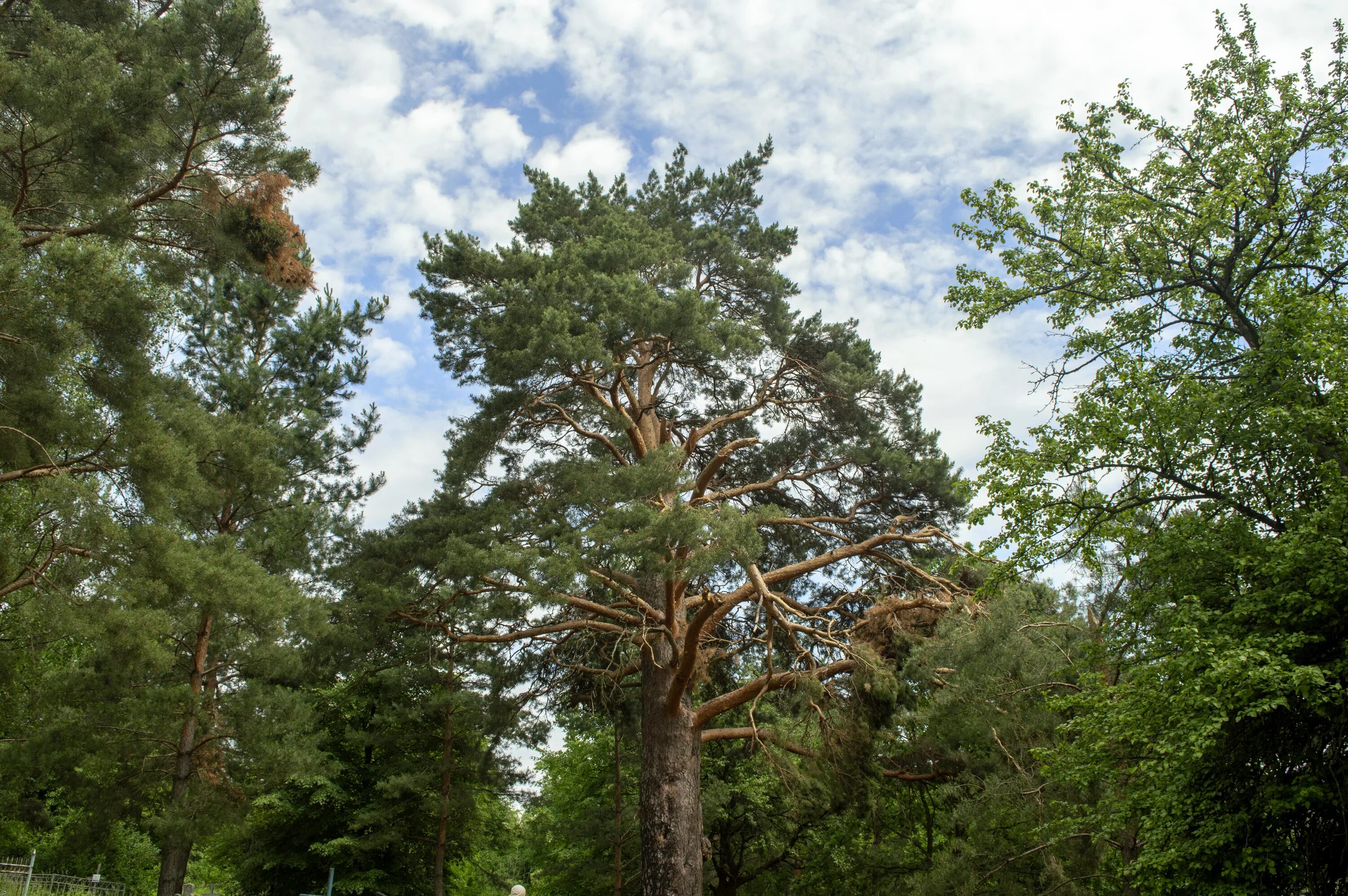Сосна в удмуртии кияик. Раскидистая крона дуб. Дубово сосновый лес. Береза - роща сосна - бор. Дуб сосна.