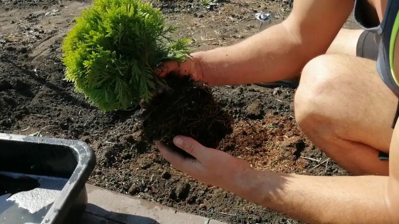 Как высадить тую в грунт