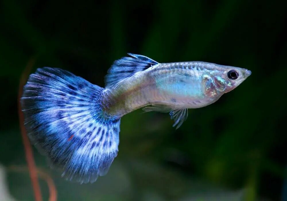 Гуппи аквариумные рыбки. Маленькая рыбка гуппи. Гуппи эндлера. Аквариумные рыбки гурии. Аква рыбки гуппи.