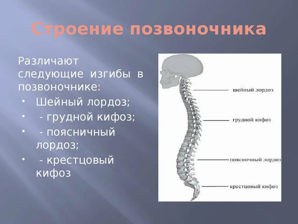 В позвоночнике различают отделы. Строение позвоночника лордоз кифоз. Позвоночника человека лордоз изгиб. Строение позвоночника изгибы. Изгибы позвоночника человека анатомия.