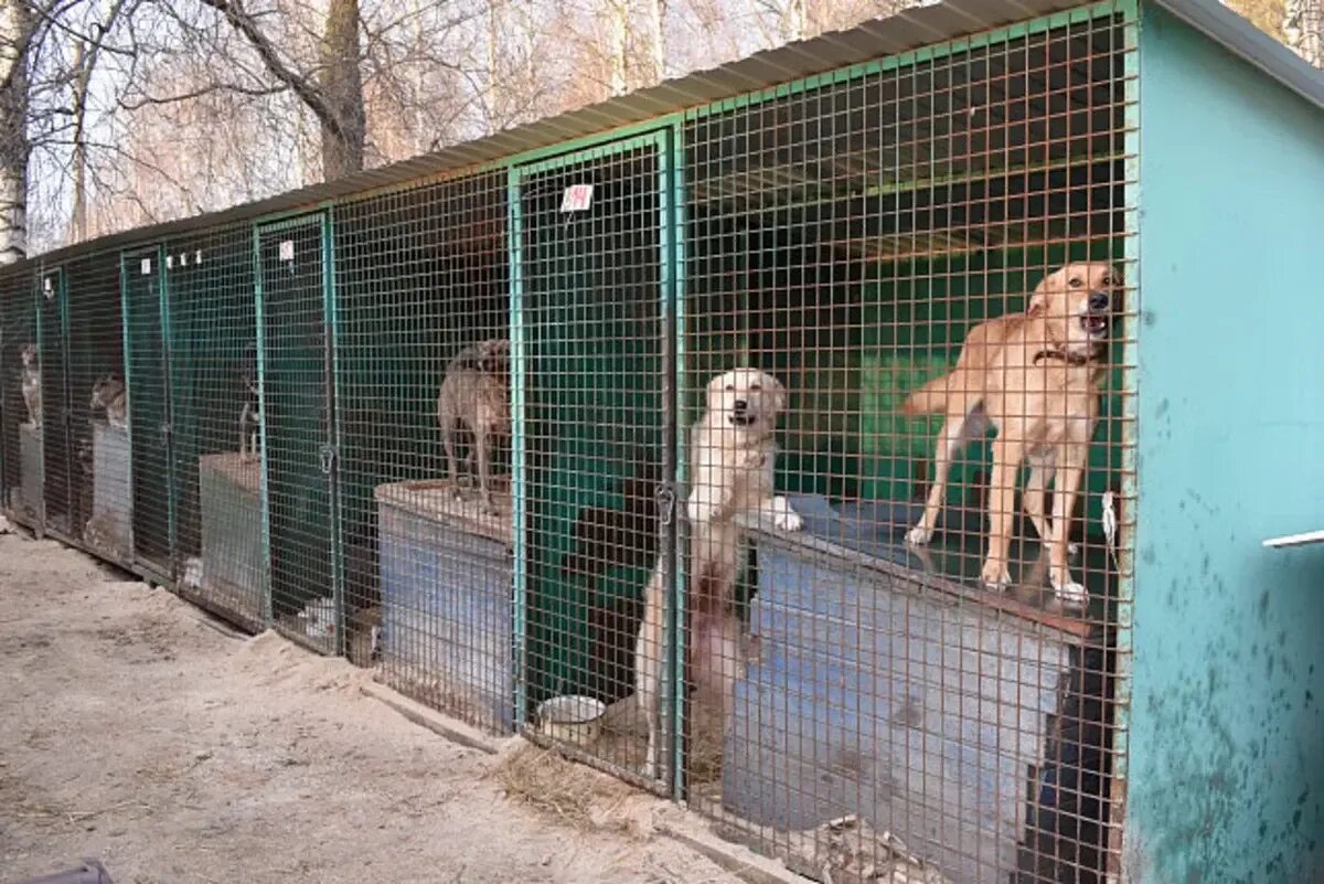 Майский день приют в контакте