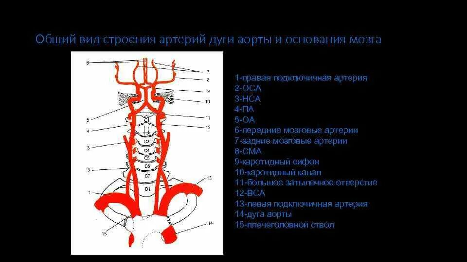 2 Сегмент подключичной артерии. Позвоночная артерия сегменты анатомия. 1 Сегмент подключичной артерии. Ветви подключичной артерии анатомия.