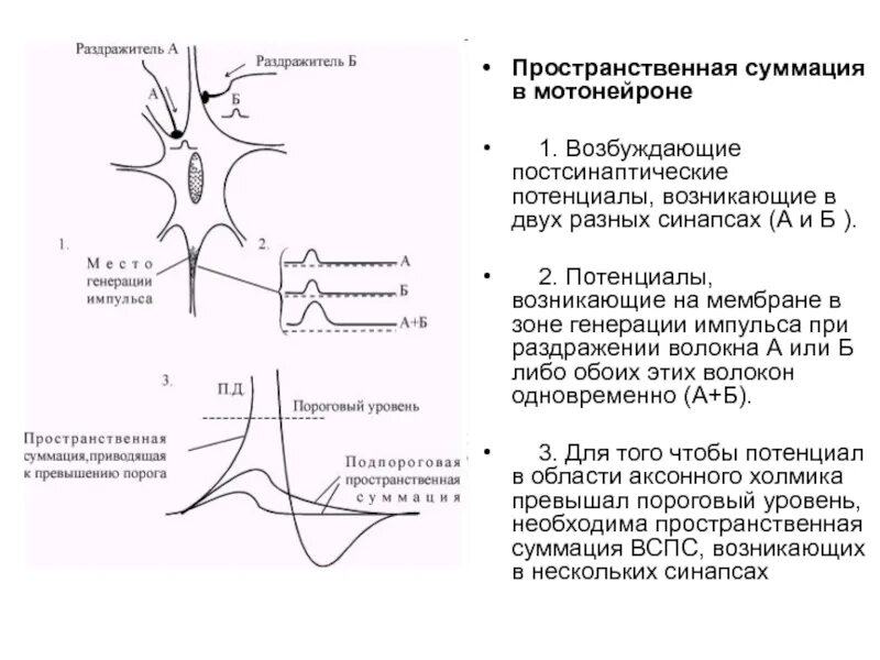 Генерация импульса нейронами