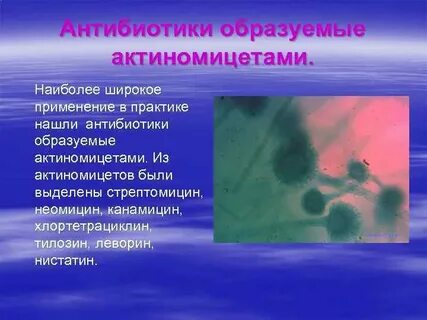 Образуют антибиотики