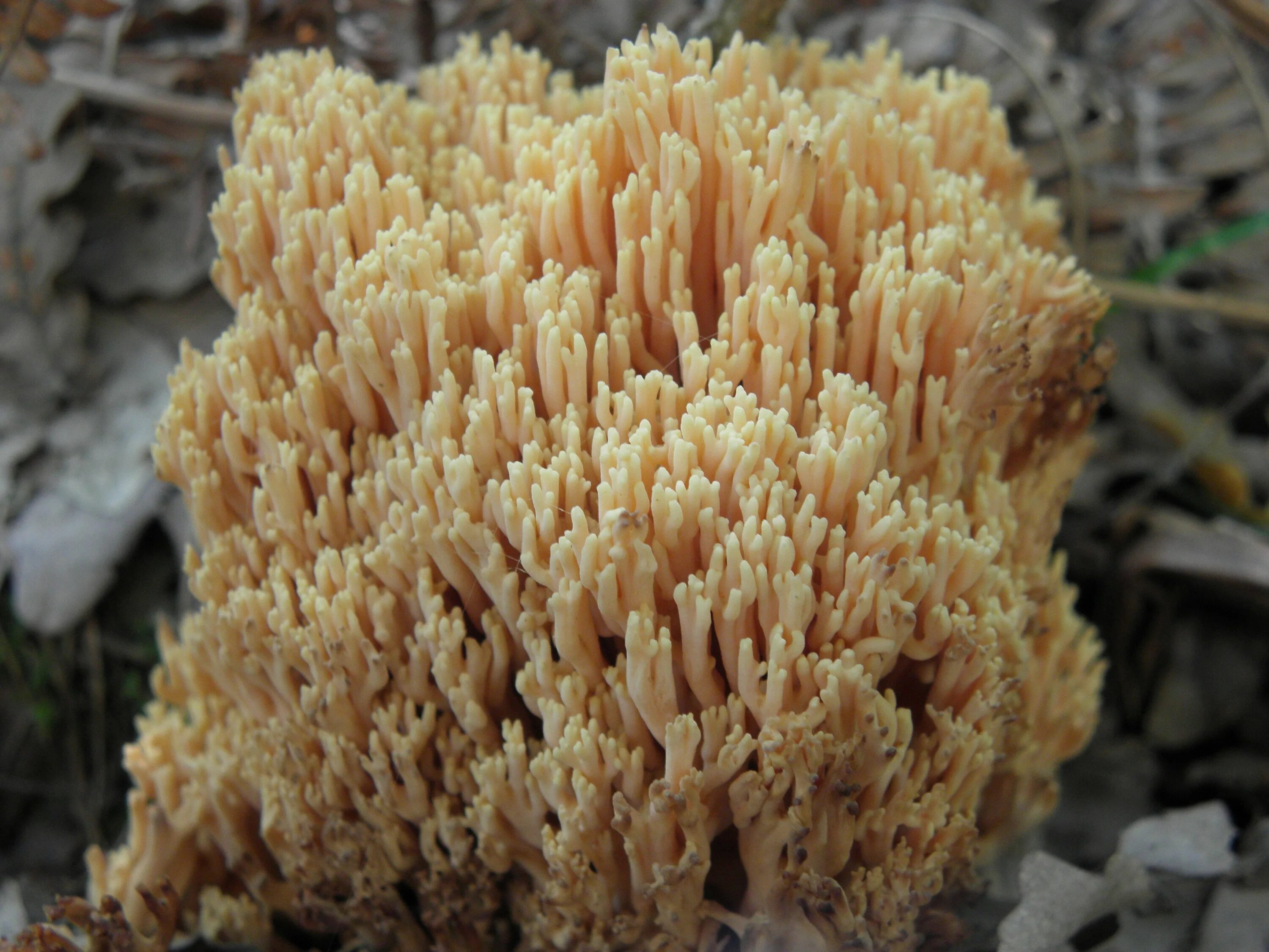 Рамария красивая. Рамария белая. Рогатик желтый гриб. Ramaria formosa. Ramaria flava.