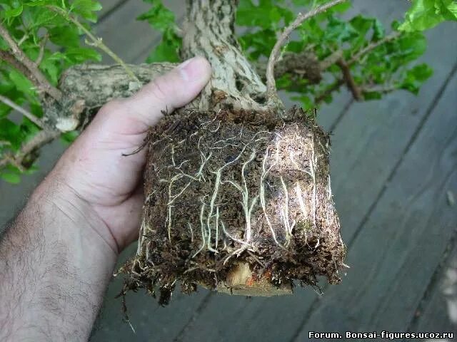 Скачу корень. Воздушные отводки. Живой корень. Здоровые корни домашней розы. Здоровые корни живого дерева.