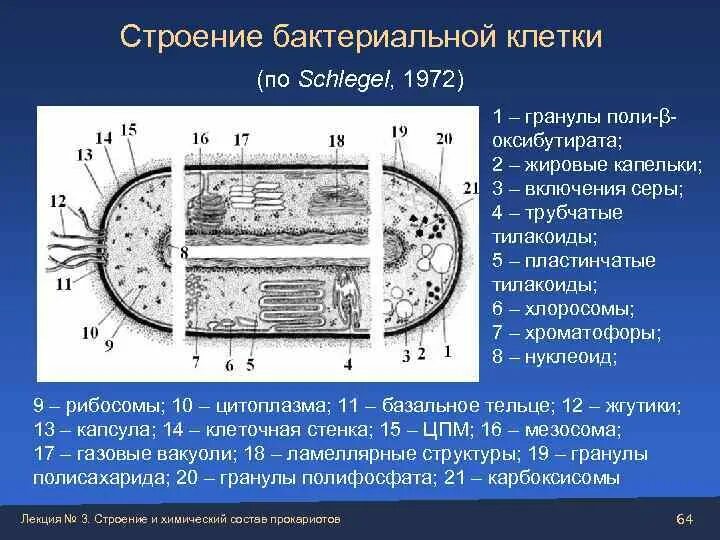 Какое строение бактериальной клетки. Какое строение бактериальной клетки